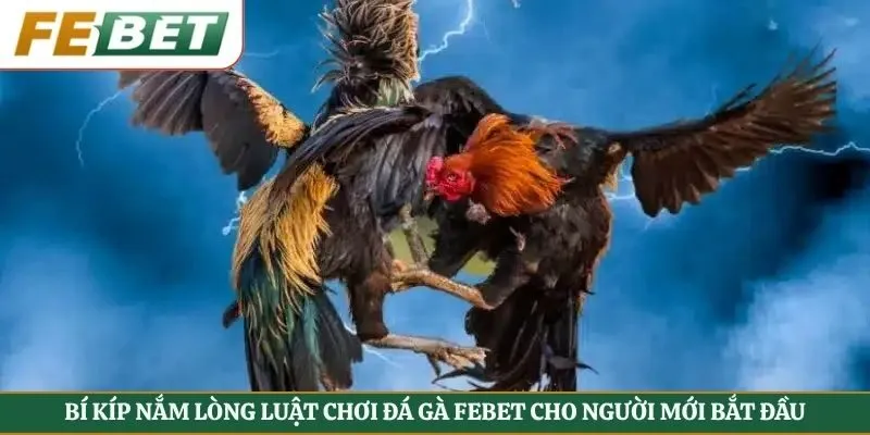 Bí Kíp Nắm Lòng Luật Chơi Đá Gà Febet Cho Người Mới Bắt Đầu