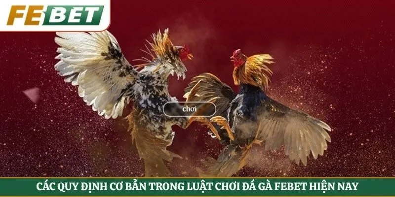 Các quy định cơ bản trong luật chơi đá gà Febet hiện nay