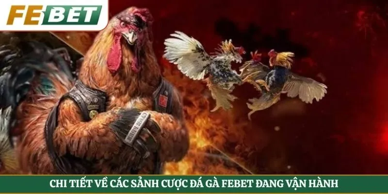 Chi tiết về các sảnh cược đá gà Febet đang vận hành