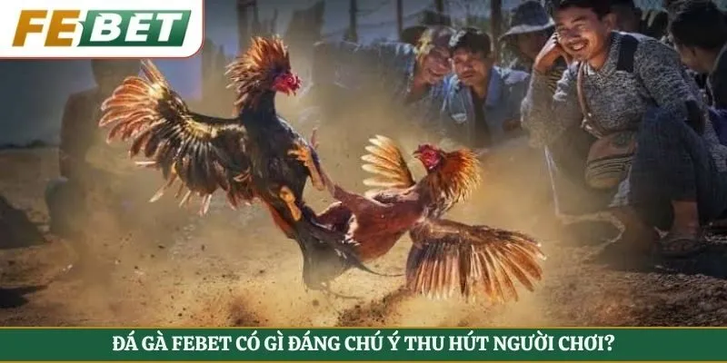 Đá gà Febet có gì đáng chú ý thu hút người chơi?