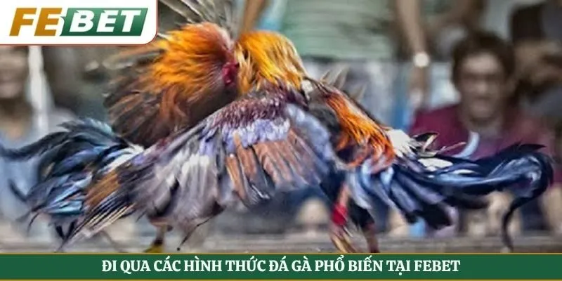 Đi qua các hình thức đá gà phổ biến tại Febet