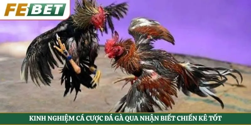 Kinh nghiệm cá cược đá gà qua nhận biết chiến kê tốt