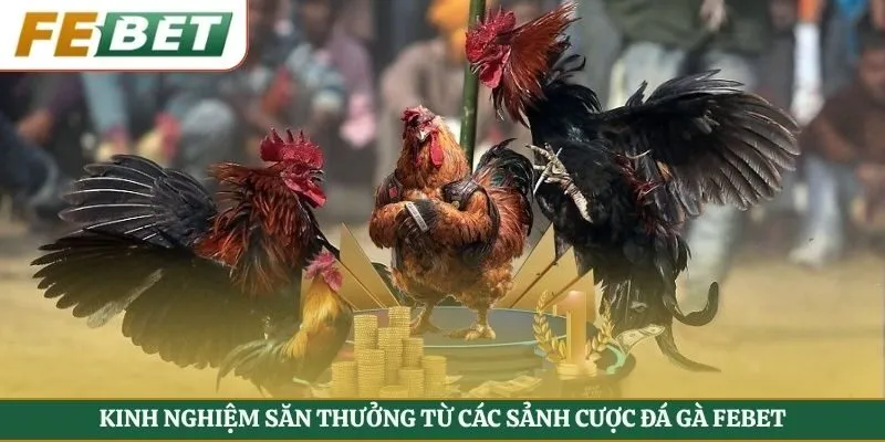 Kinh nghiệm săn thưởng từ các sảnh cược đá gà Febet