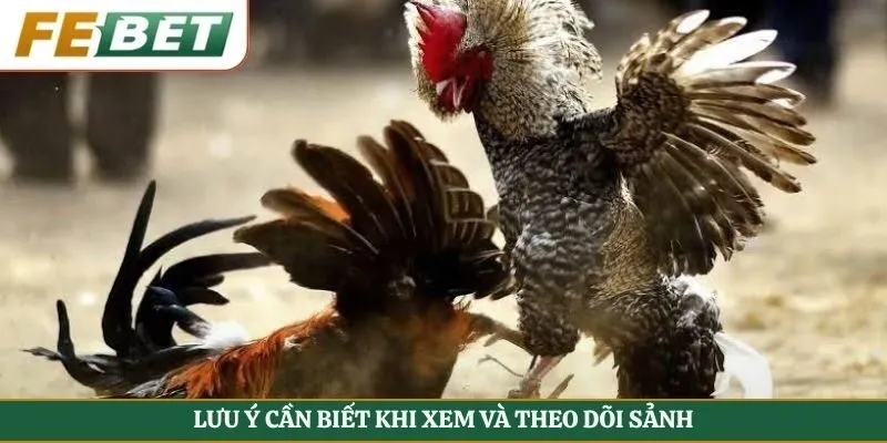Lưu ý cần biết khi xem và theo dõi sảnh