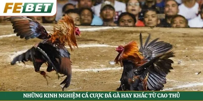 Những kinh nghiệm cá cược đá gà hay khác từ cao thủ