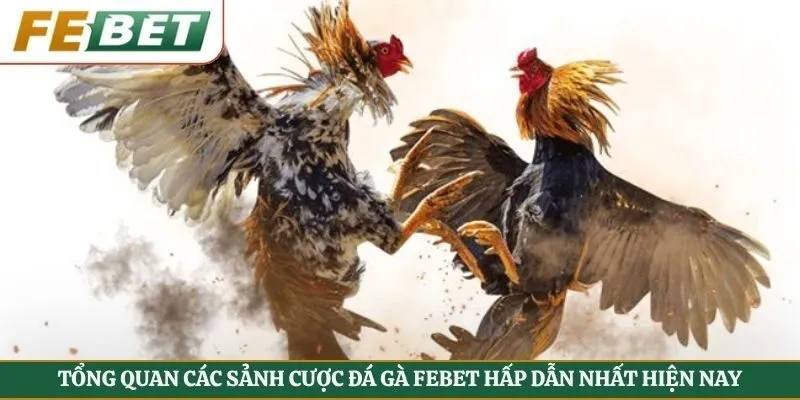 Tổng Quan Các Sảnh Cược Đá Gà Febet Hấp Dẫn Nhất Hiện Nay